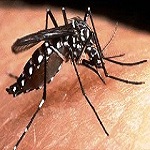 Dedetizadora de Dengue Zona Norte